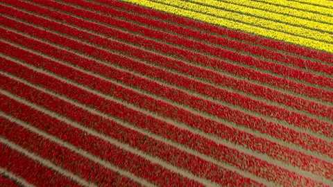 Lines of flowers in field in full bloom Video stock 154659547