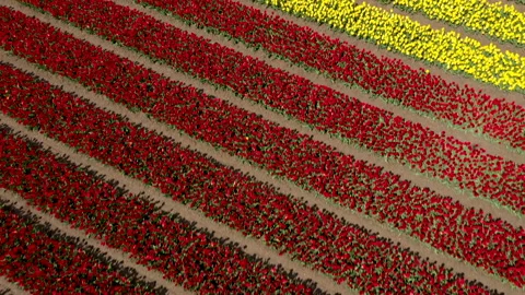 Lines of flowers in field in full bloom Video stock 154659576