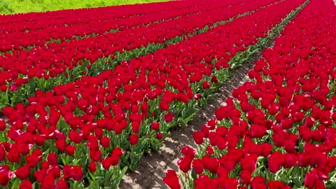 Lines of flowers in field in full bloom Video stock 154659593