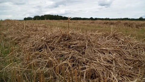 Lines of fresh cut straw in a field Video stock 321828395
