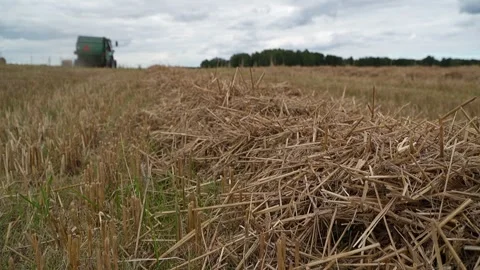 Lines of fresh cut straw in a field Video stock 321828437