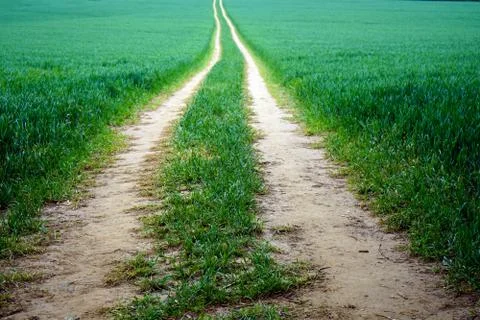 Lines in green farm fields 写真素材