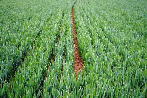 Lines in green farm fields Photos