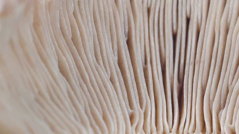 The lines inside the mushroom spores on a macro shot Stock Footage 102292401