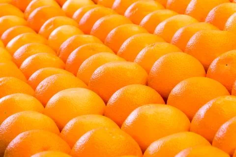 Lines of many oranges in rows Stock Photos