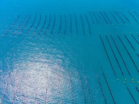 Lines of mussel ropes float in clear blue water on a farm site. Small yellow  Stock Photos