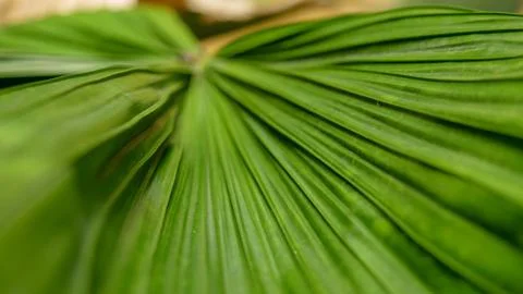 Lines on a palm leaf Stock Photos