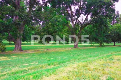 Lines of  pecan trees