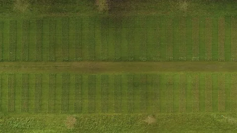 Lines of poppies layed out in two rows along field, drone aerial 4K Stock Footage 101215077