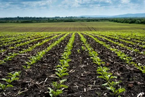Lines of rows Sugar beet leaves sprouts on field Stock Photos