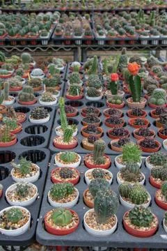 A lines of small cactuses in a pot on the table in the shop, Thailand. Stock Photos