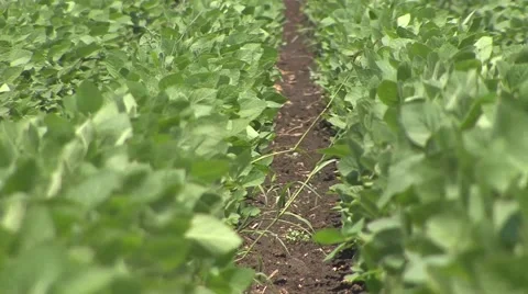 Lines of soybeans Stock Footage 41136079