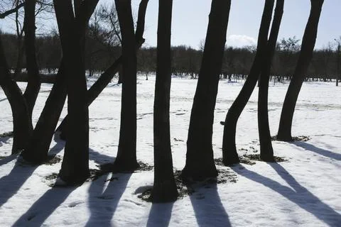 Lines of tree trunks and their shadows in winter Stock Photos