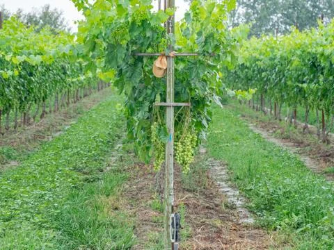 Lines of trees in grapevine from Greece 写真素材