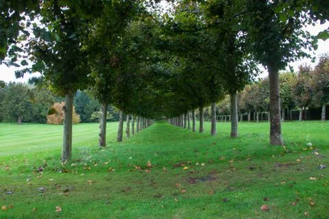 Lines of trees Stock Photos
