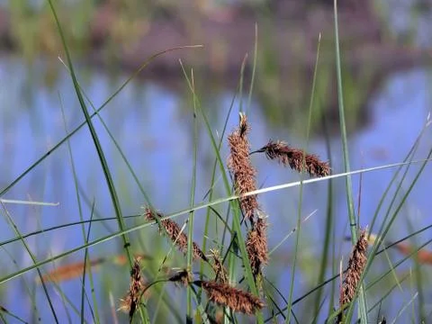 Lines in the water. Stock Photos