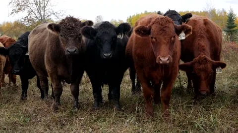 Lineup of Steers Stock Footage 153240359