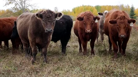 Lineup of Steers 스톡 동영상 153240374