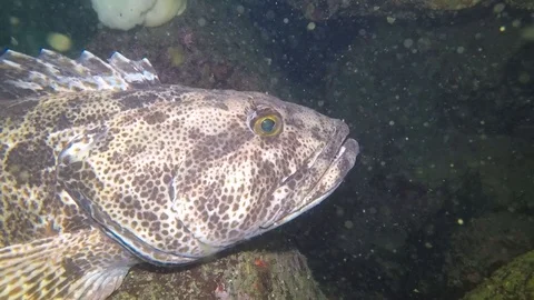 Ling cod on perch side view Stock Footage 88119667