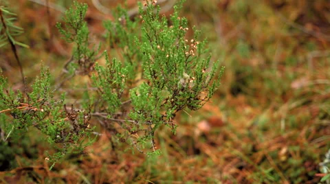 Ling on forest floor Stock Footage 49608096