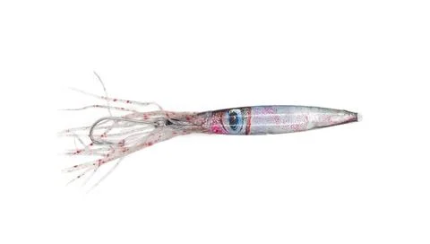 Lingcod, cod, snapper, grouper, tuna or rock fish living squid jig metal lu.. Stock Photos