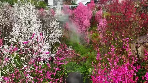 Lingnan Style Garden Spring Scene with Peach Blossoms and Pavilion Stock-Footage 332882634