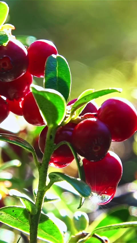 Lingonberries with dew in forest sunlight macro Stock Footage 310250998
