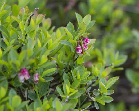 Lingonberries during flowering Stock Photos