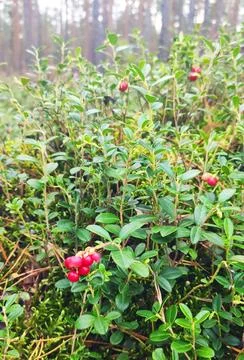 Lingonberries in the fall woods Stock Photos