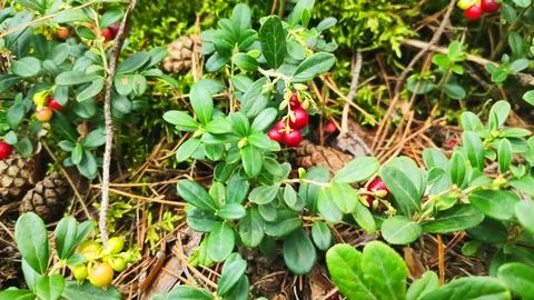 Lingonberries in the fall woods Stock Photos