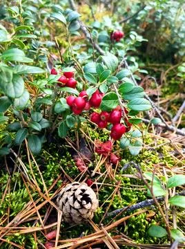 Lingonberries in the fall woods Stock Photos