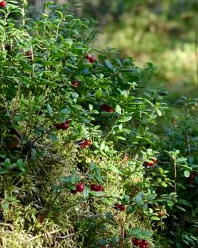 Lingonberries in forest Stock Photos