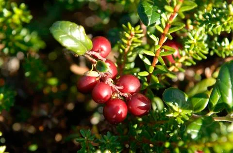 Lingonberries Stock Photos