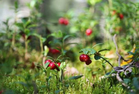 Lingonberries Stock Photos