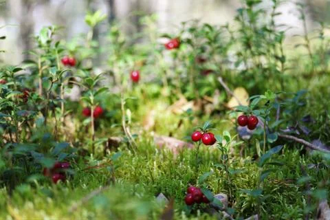 Lingonberries. Stock Photos