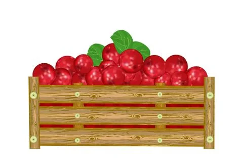 Lingonberry in box isolated on white background. Crate of juicy berries. Stock Illustration