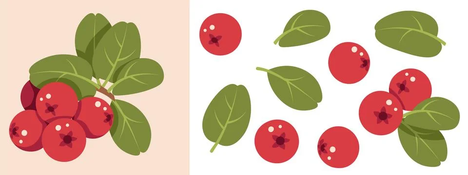 Lingonberry Design Elements Set Flat Vector Illustration. Berries and Leaves イラスト素材