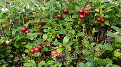 Lingonberry 動画素材 31213783