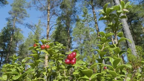 Lingonberry 動画素材 170654573