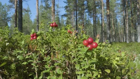 Lingonberry 動画素材 170654764