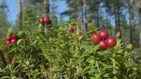 Lingonberry 動画素材 170654770