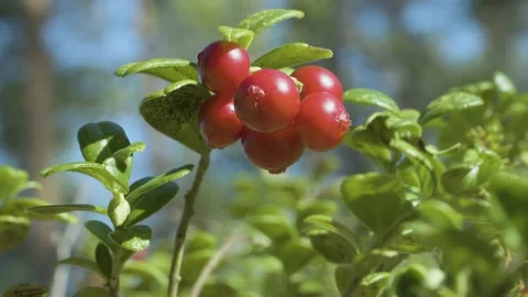 Lingonberry 動画素材 170655239