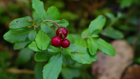 Lingonberry Stock Footage 318096617