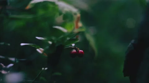 Lingonberry in the forest close-up. Stock Footage 158056963