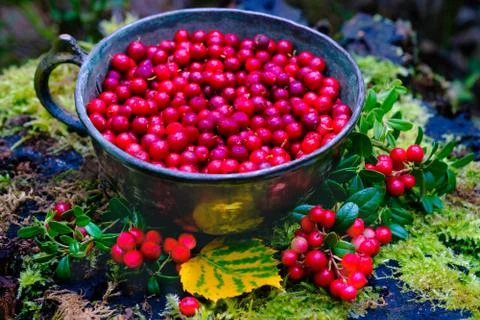 Lingonberry in the forest Stock Photos