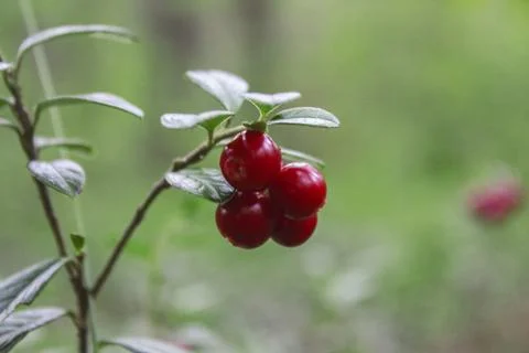 Lingonberry in the forest Stock Photos