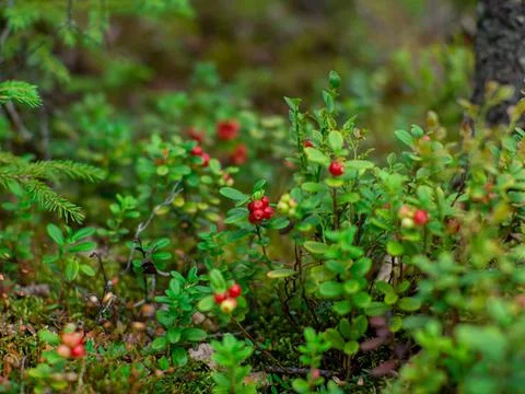 Lingonberry in forest Stock Photos