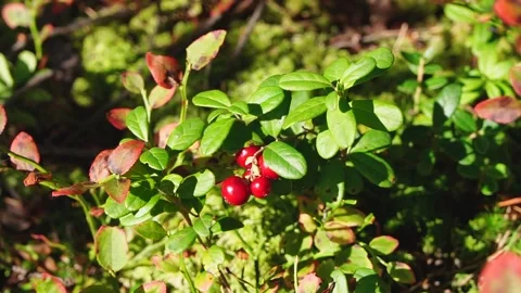 Lingonberry in the forest in slow motion, with camera moves back Stock Footage 160240924