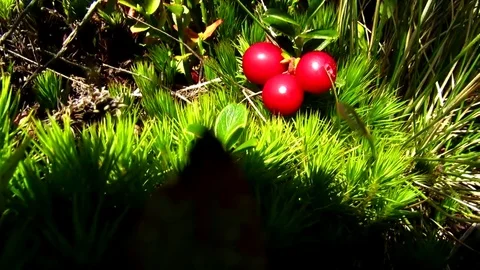 Lingonberry grows on the bush Stock Footage 69084125