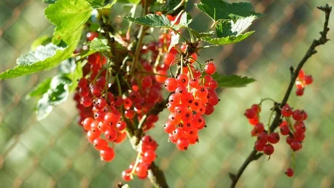 Lingonberry hanging on a tree Video stock 105608360